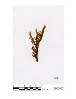 藏品(垂枝苔)的圖片
